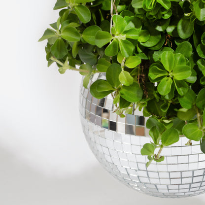 Pot de plantes disco