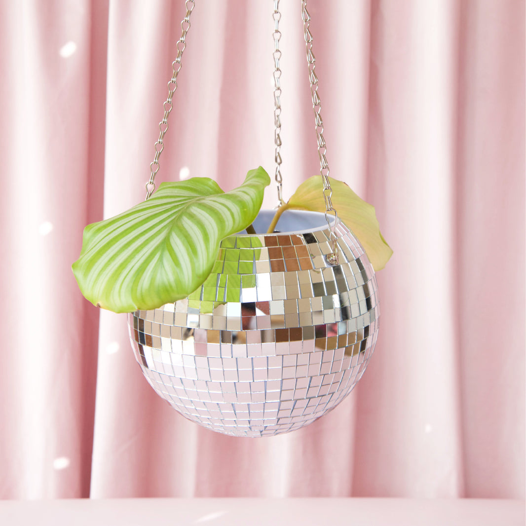 Pot de plantes disco