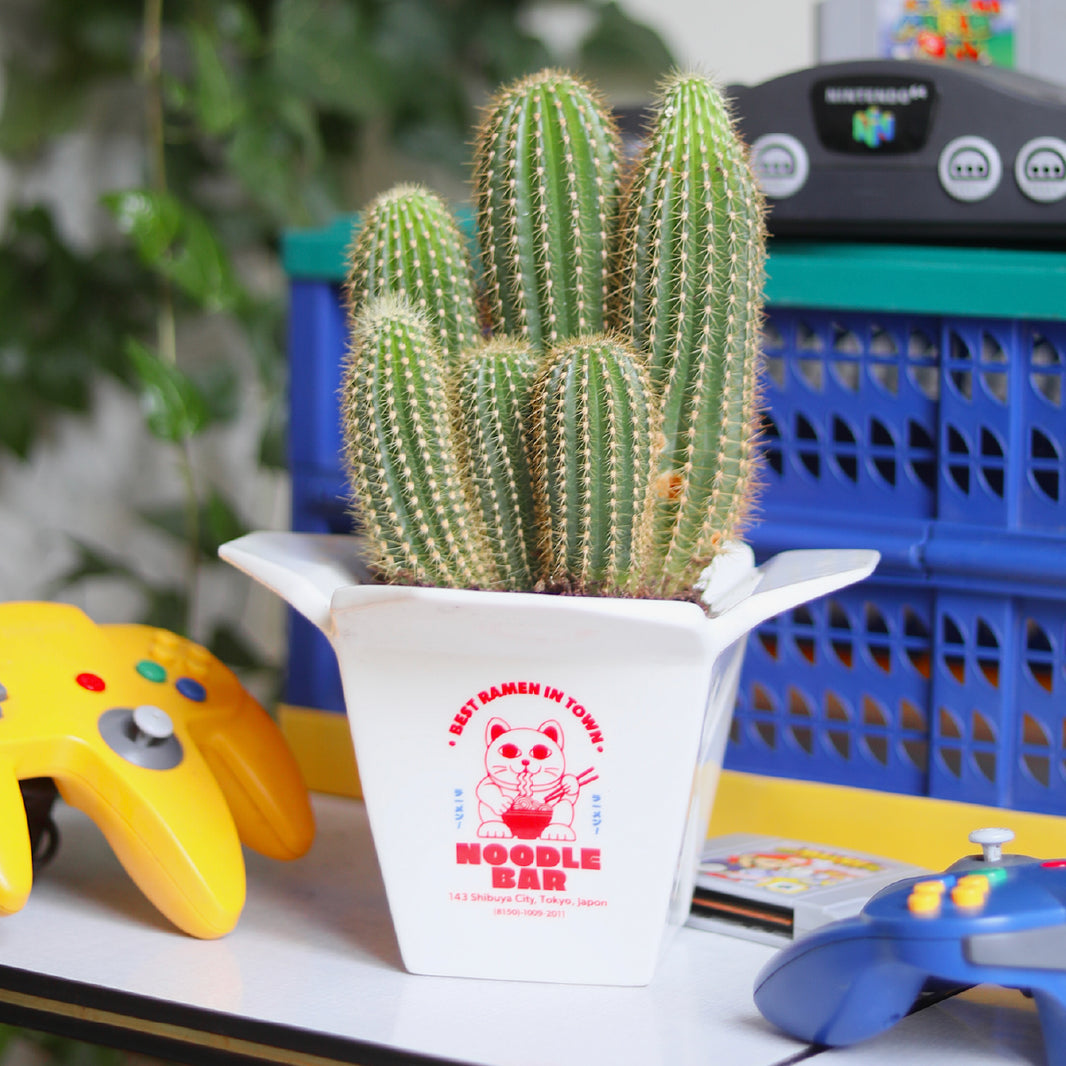 Pot / Vase ramen